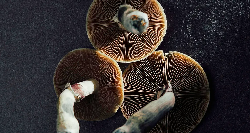 Psilocybin: Potential Psychedelic Treatment for Depression