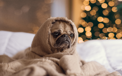 Managing Potential Triggers & Stress during the Holiday Season